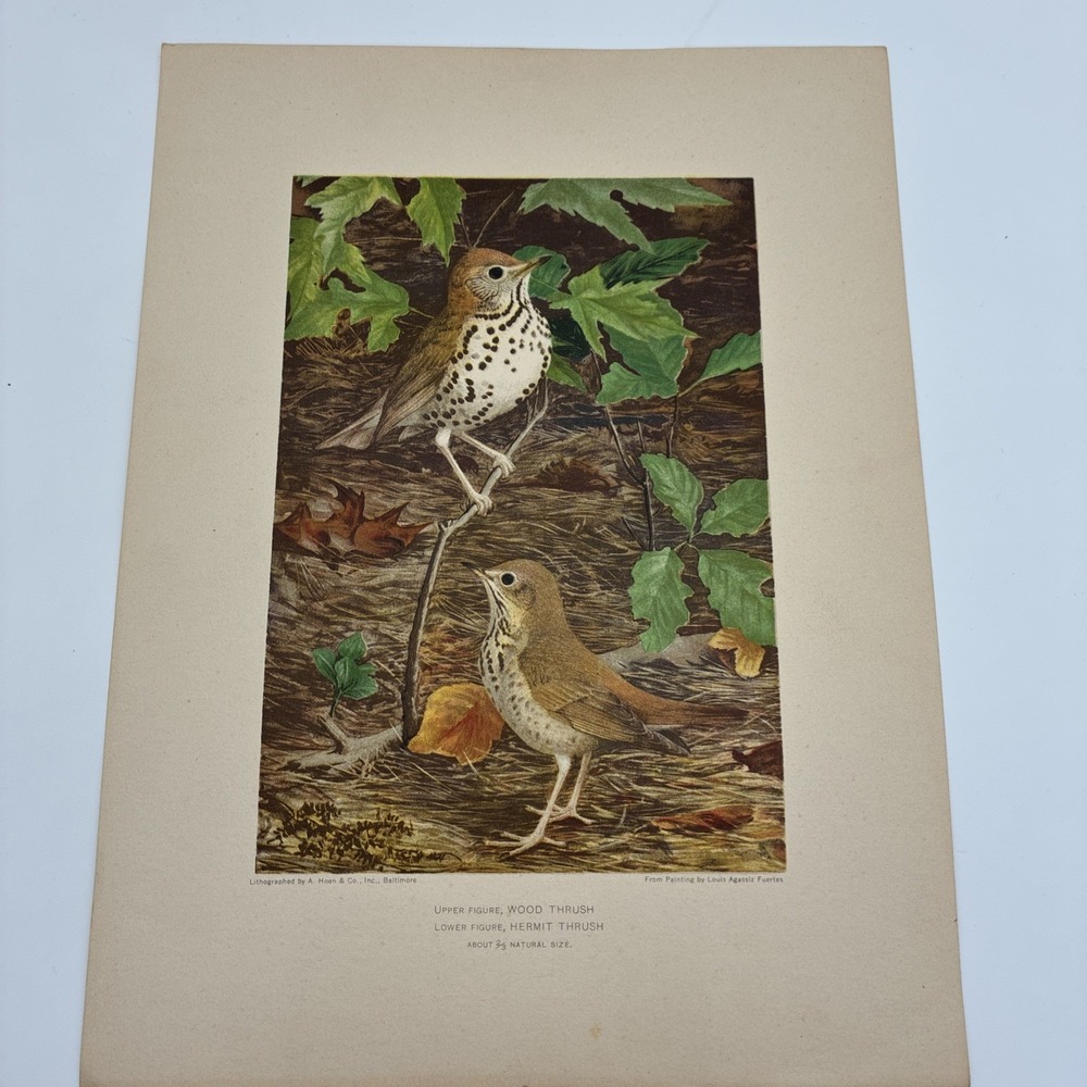 Vintage Wood Thrush Hermit Thrush Bird Print Louis Agassiz Fuertes A Hoen Litho